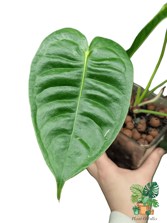 Anthurium veitchii - Plant - O - Folles