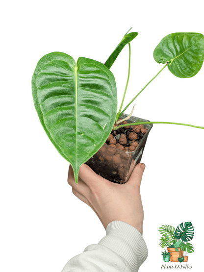 Anthurium veitchii - Plant - O - Folles