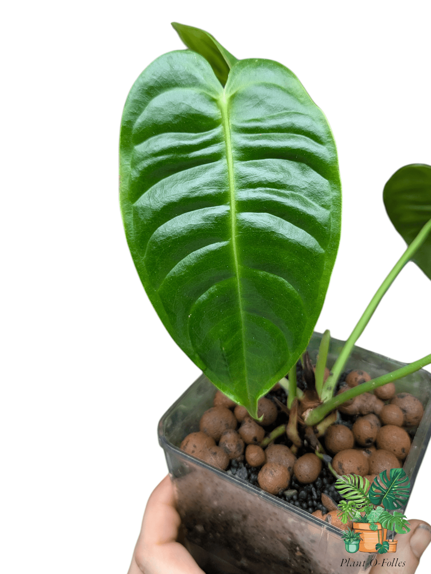 Anthurium veitchii - Plant - O - Folles