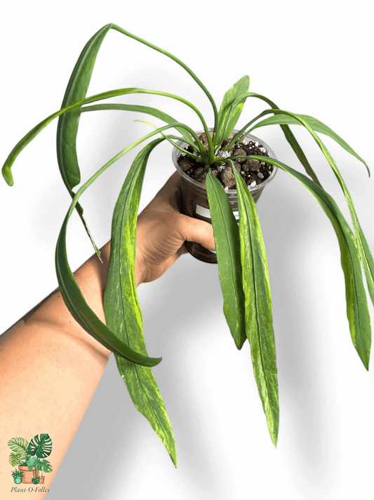 Anthurium Vittarifolium Variegata, Rare Variegated Aroid, Tropical Indoor Plant, Arrow Leaf Houseplant for Collectors - Plant - O - Folles