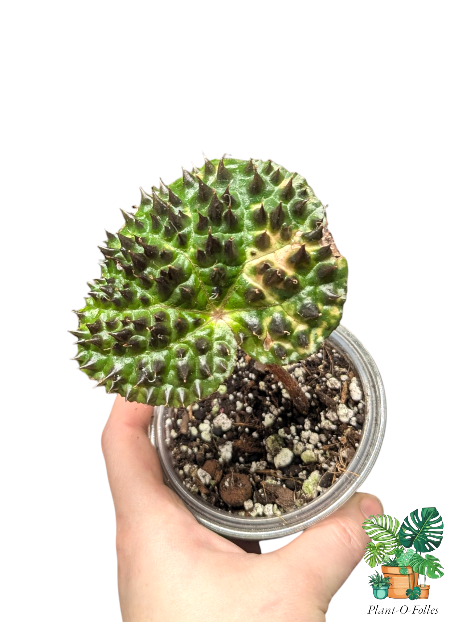 Begonia ferox - Plant - O - Folles