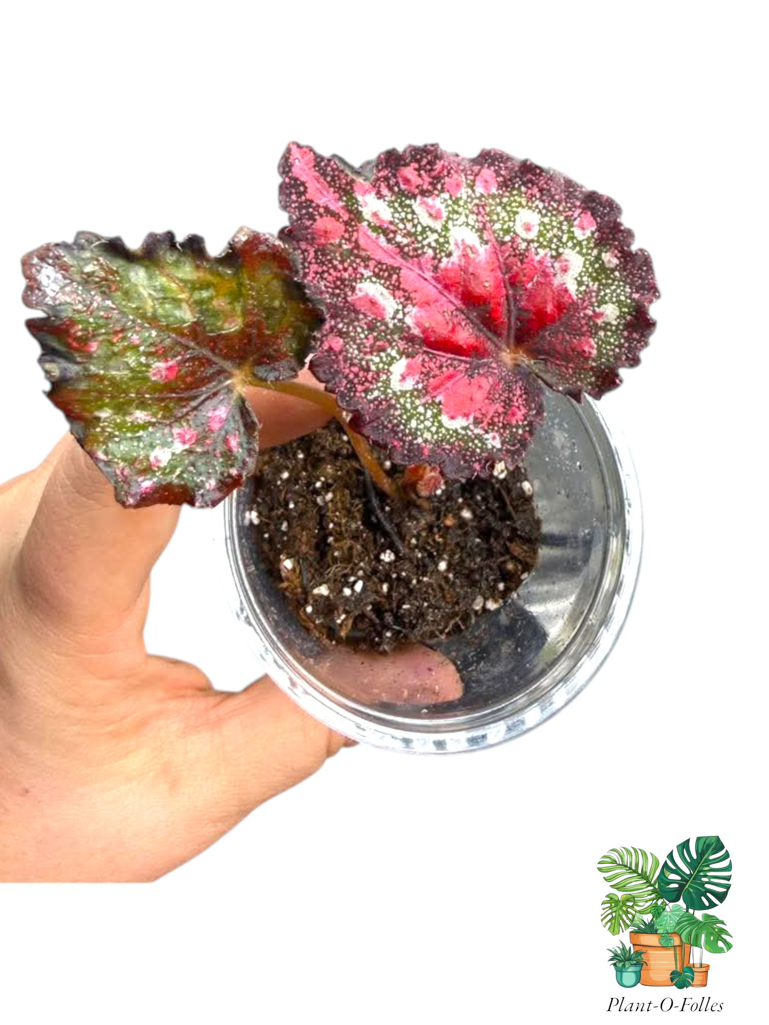 Bégonia rex ‘Gift Wrap’ - Plant - O - Folles