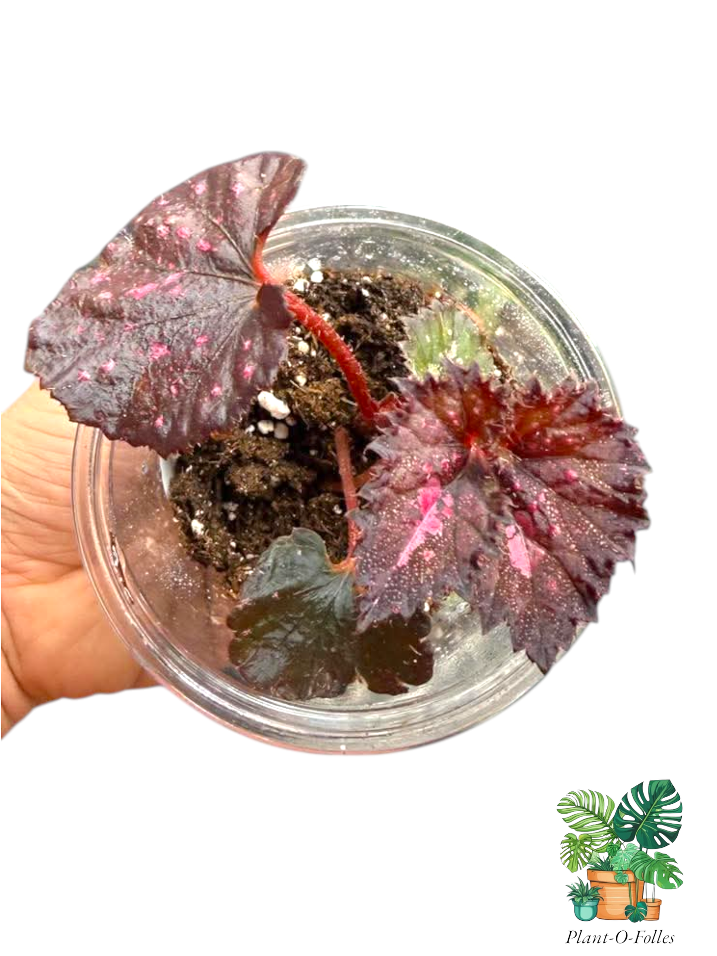 Bégonia rex ‘Love Hurts’ - Plant - O - Folles