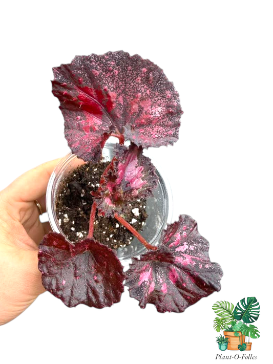 Bégonia rex ‘Love Hurts’ - Plant - O - Folles