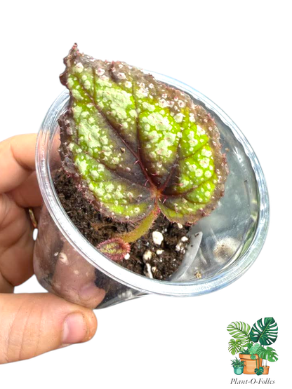 Bégonia rex ‘Royal Majesty’ - Plant - O - Folles