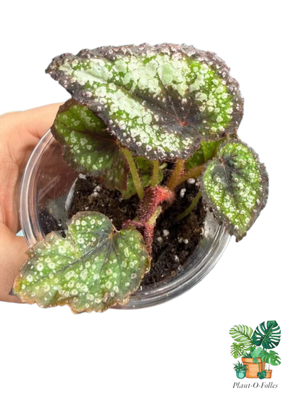 Bégonia rex ‘Royal Majesty’ - Plant - O - Folles