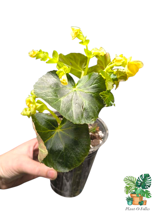 Bégonia ‘Rieger’ – Fleur jaune - Plant - O - Folles