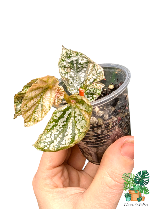 Begonia ‘Snow Capped Variegated’ - effet 'enneigé' - Plant - O - Folles