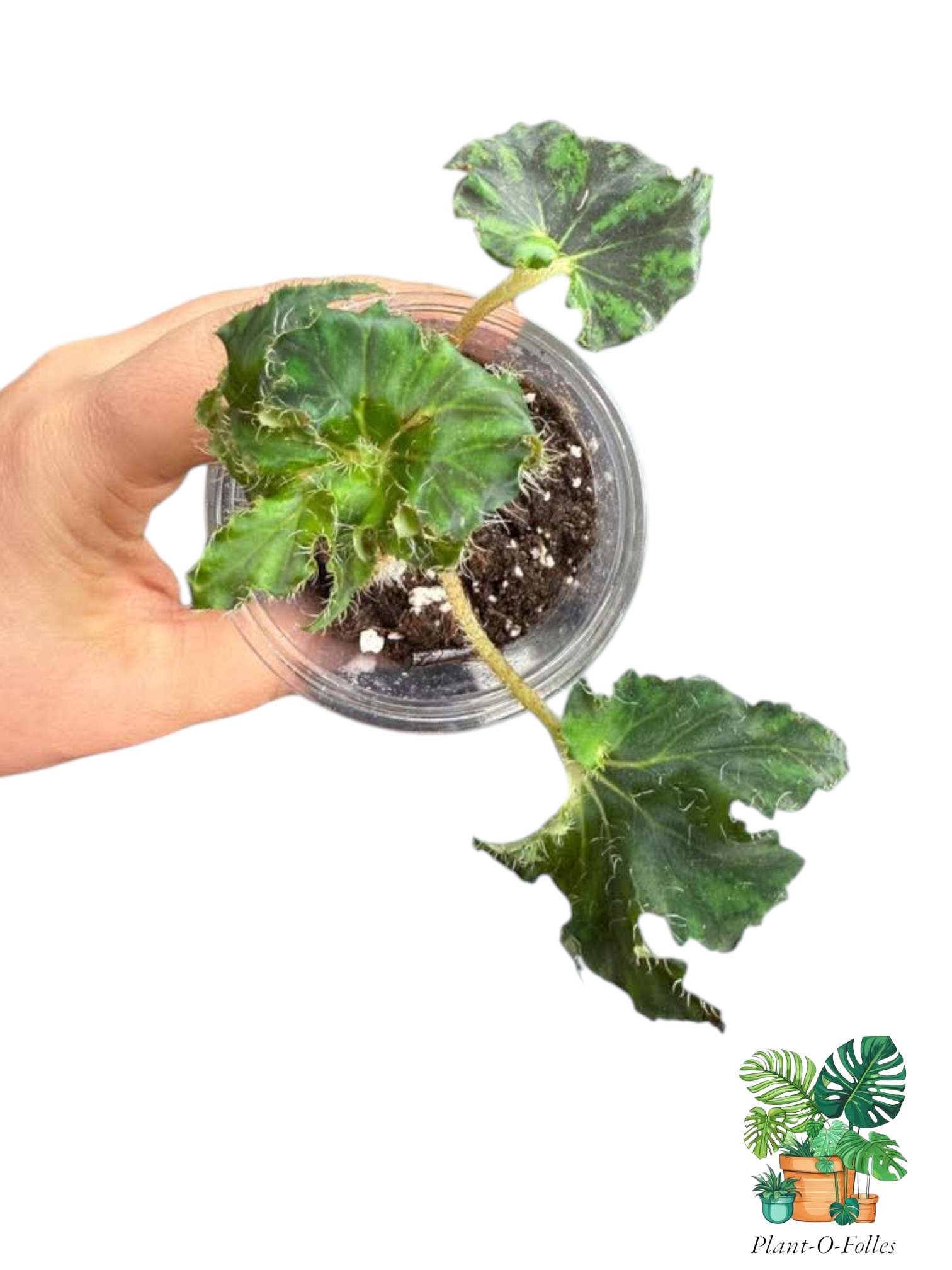 Bégonia ‘Unique’ - Plant - O - Folles