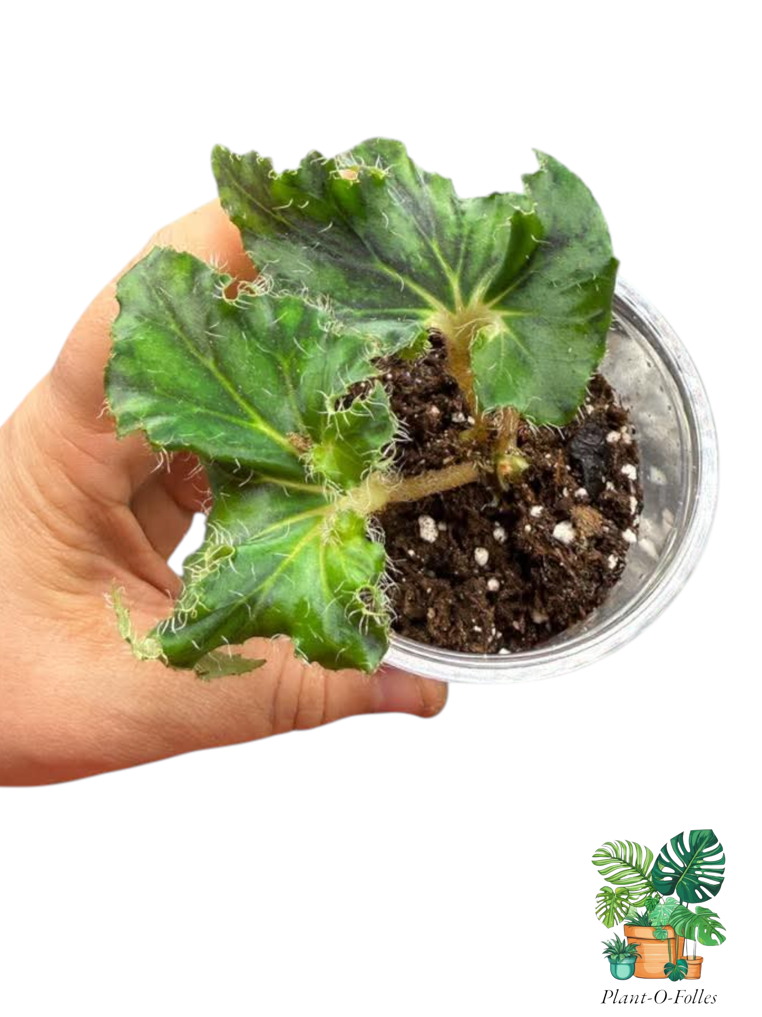 Bégonia ‘Unique’ - Plant - O - Folles