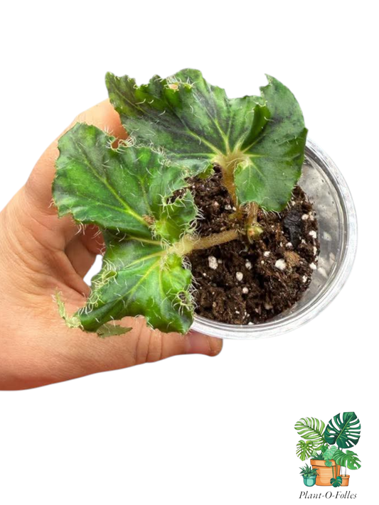 Bégonia ‘Unique’ - Plant - O - Folles