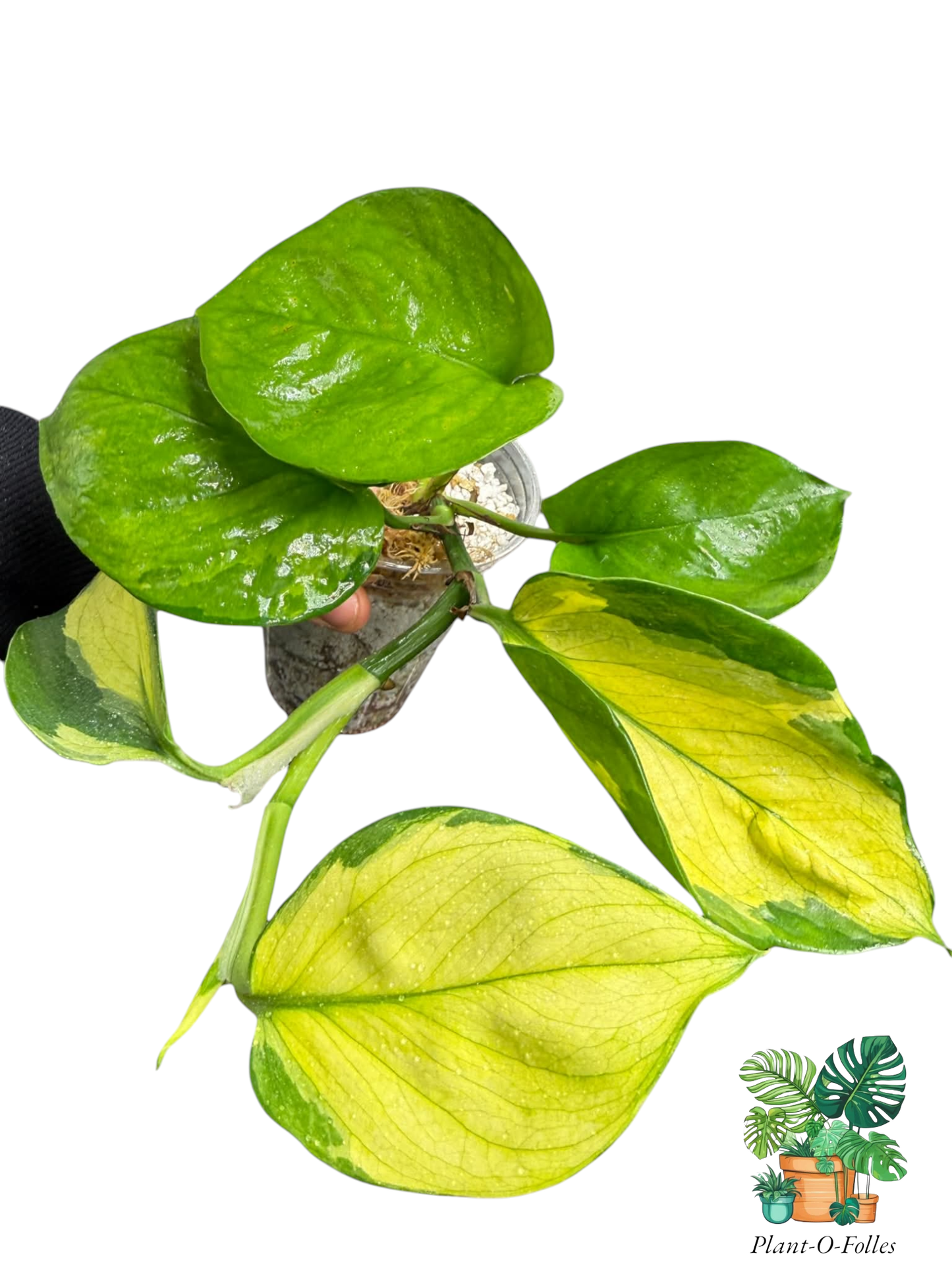 Epipremnum aureum ‘Manjula Olivia’ - Plant - O - Folles