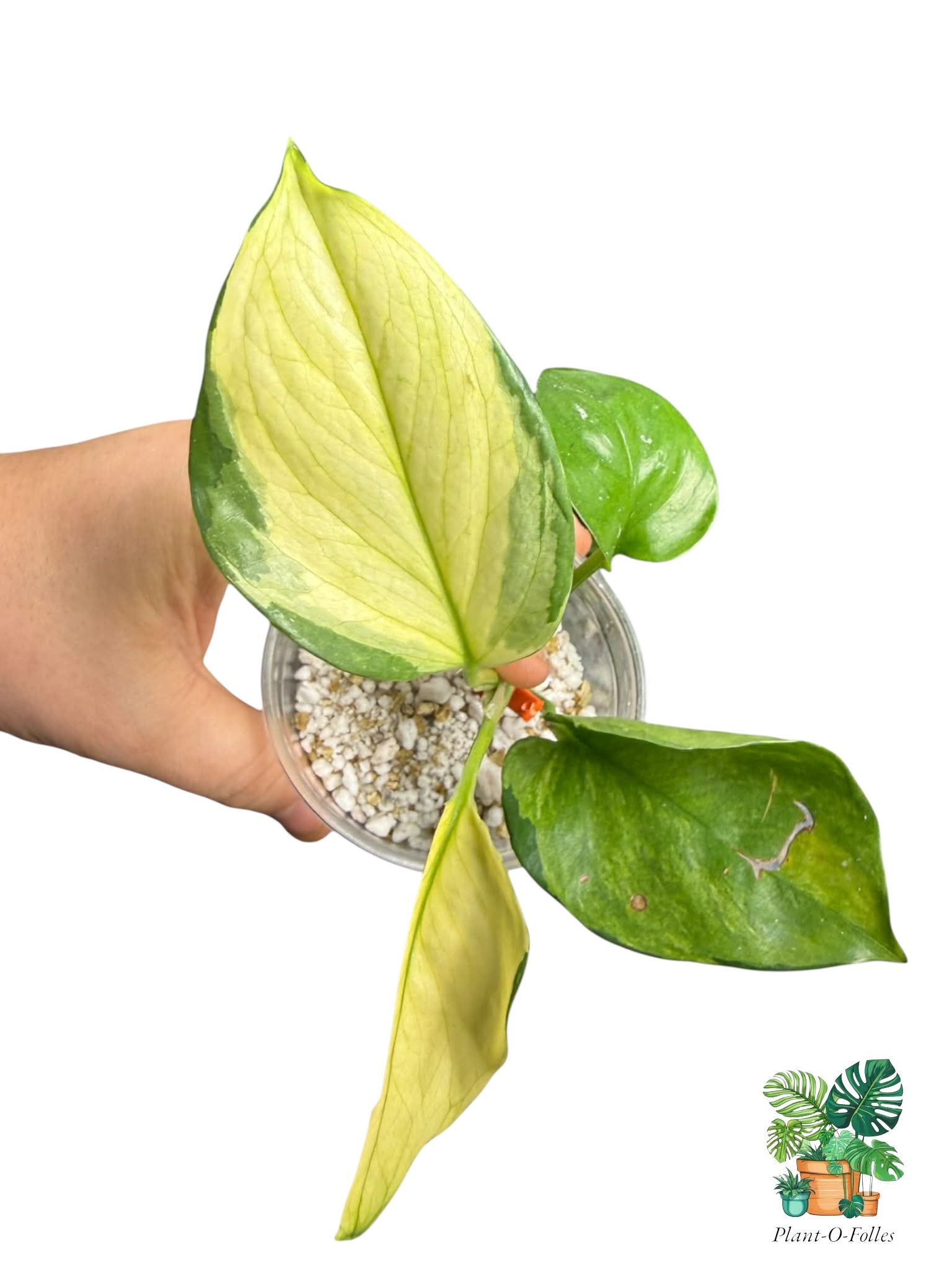 Epipremnum aureum ‘Manjula Olivia’ - Plant - O - Folles