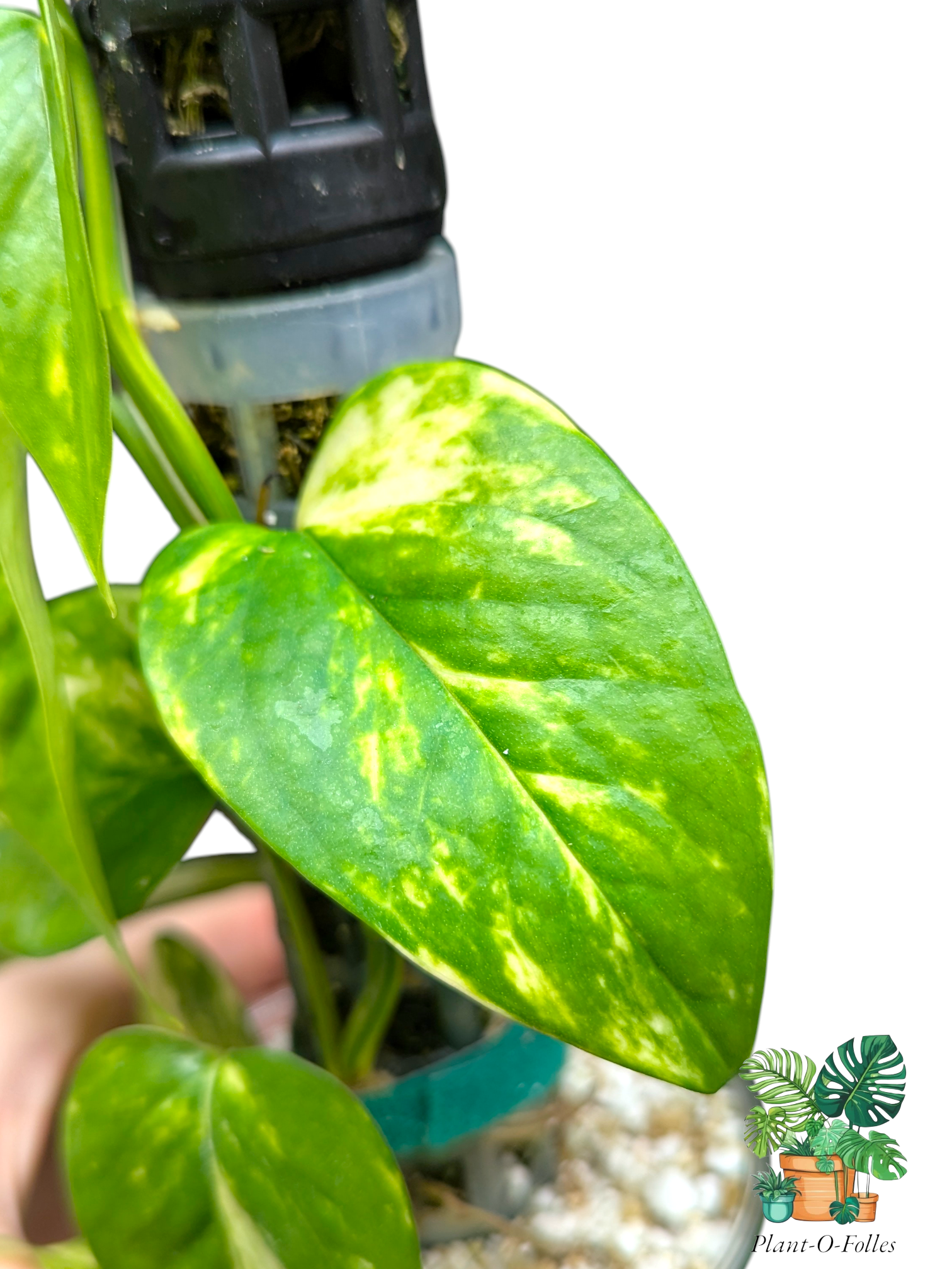 Epipremnum aureum Teruno Valencia – Feuillage panaché lumineux - Plant - O - Folles