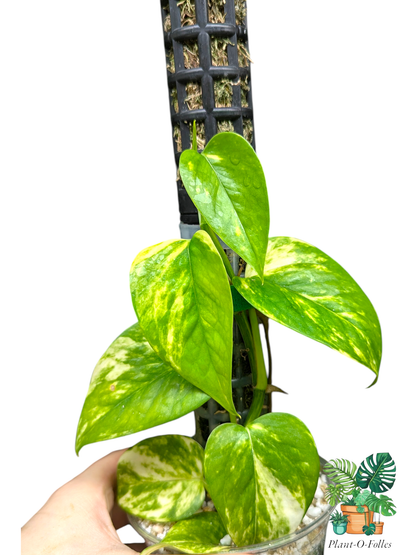 Epipremnum aureum Teruno Valencia – Feuillage panaché lumineux - Plant - O - Folles