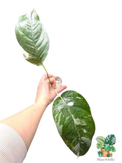 Epipremnum pinnatum ‘Albo Variegata’ - Plant - O - Folles