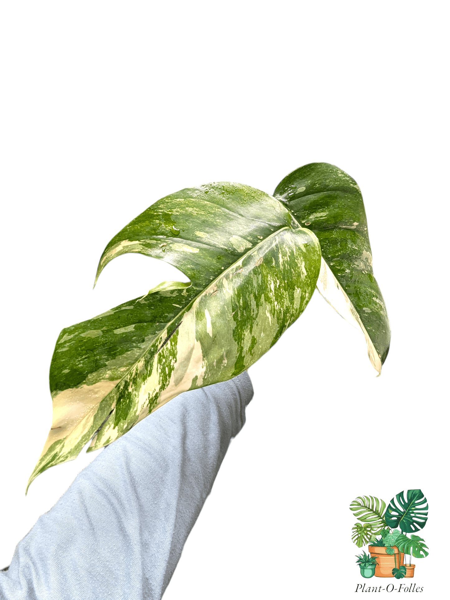 Epipremnum pinnatum ‘Albo Variegata’ - Plant - O - Folles