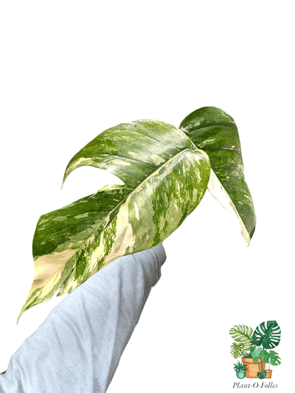 Epipremnum pinnatum ‘Albo Variegata’ - Plant - O - Folles
