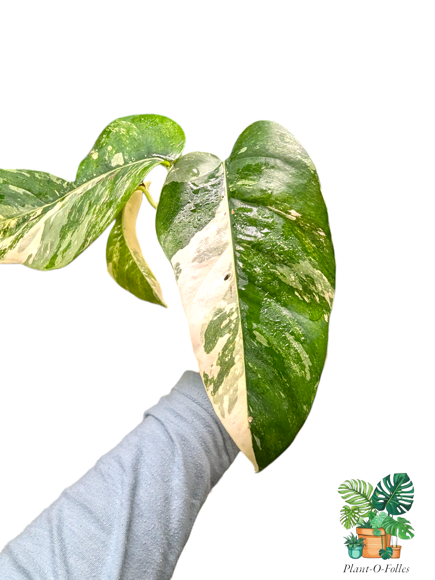 Epipremnum pinnatum ‘Albo Variegata’ - Plant - O - Folles