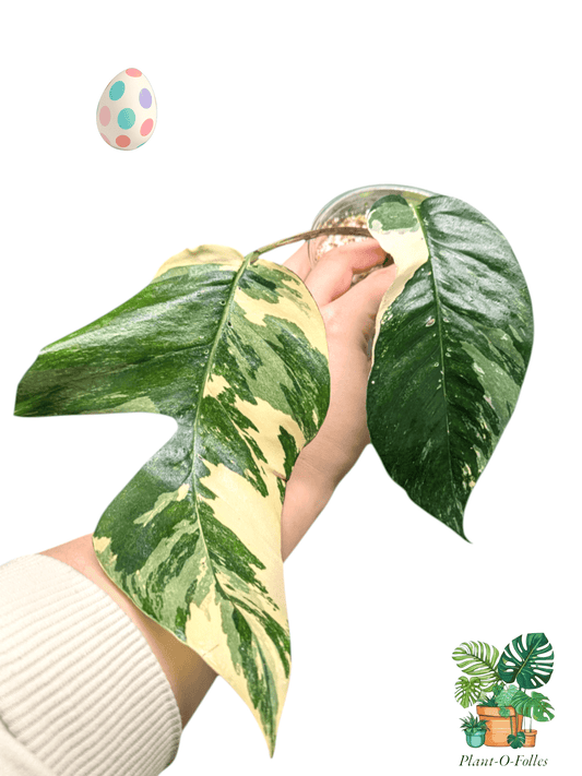 Epipremnum pinnatum ‘Albo Variegata’ – Variété tropicale panachée rare - Plant - O - Folles