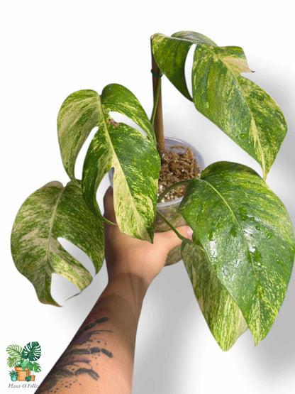 Epipremnum Pinnatum Golden Flame, Rare Variegated Aroid, Tropical Indoor Plant, Arrow Leaf Houseplant for Collectors - Plant - O - Folles