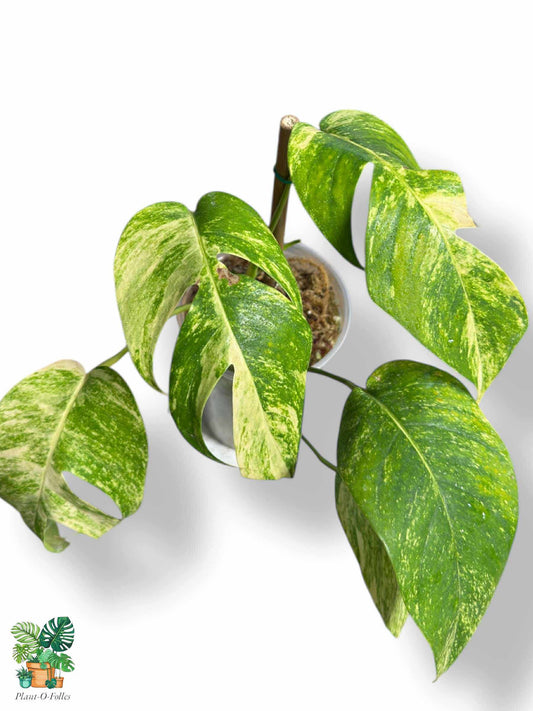 Epipremnum Pinnatum Golden Flame, Rare Variegated Aroid, Tropical Indoor Plant, Arrow Leaf Houseplant for Collectors - Plant - O - Folles