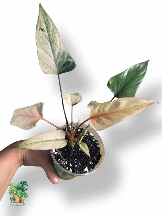 Homalomena Aromatica ‘Pink Diamond’, Rare Variegated Aroid, Tropical Indoor Plant, Arrow Leaf Houseplant for Collectors - Plant - O - Folles