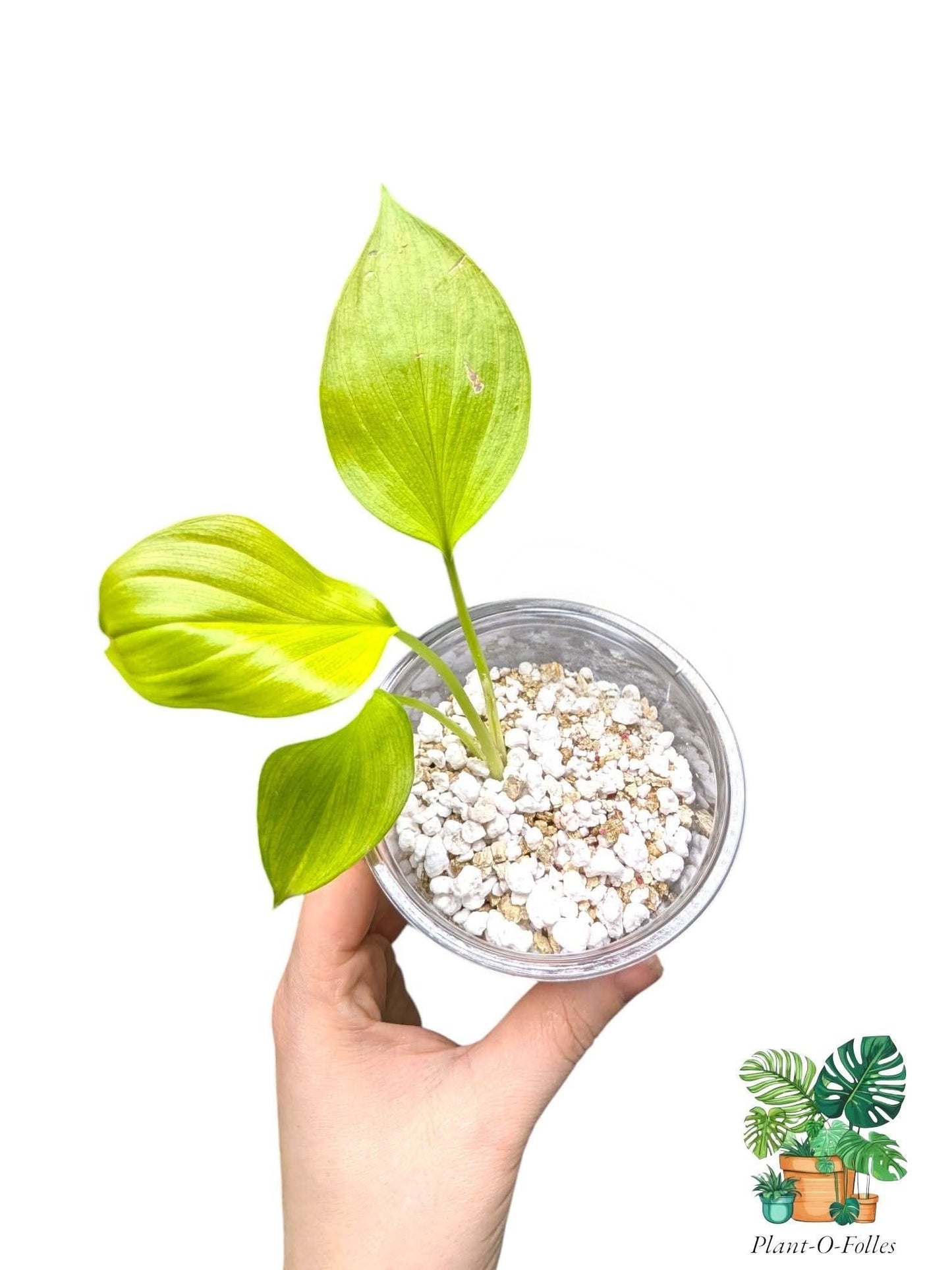 Homalomena Golden – au feuillage doré - Plant - O - Folles