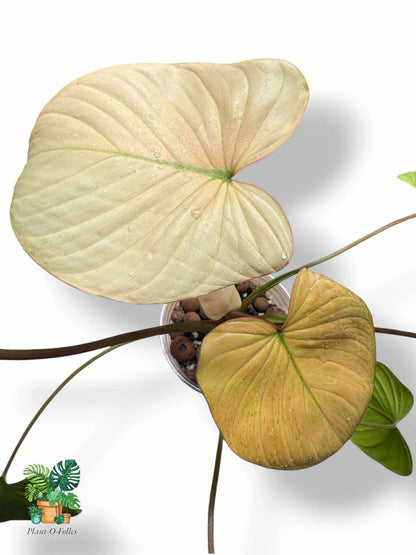 Homalomena Rubescens Full Mint Pink, Rare Variegated Aroid, Tropical Indoor Plant, Arrow Leaf Houseplant for Collectors - Plant - O - Folles
