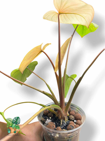 Homalomena Rubescens Full Mint Pink, Rare Variegated Aroid, Tropical Indoor Plant, Arrow Leaf Houseplant for Collectors - Plant - O - Folles
