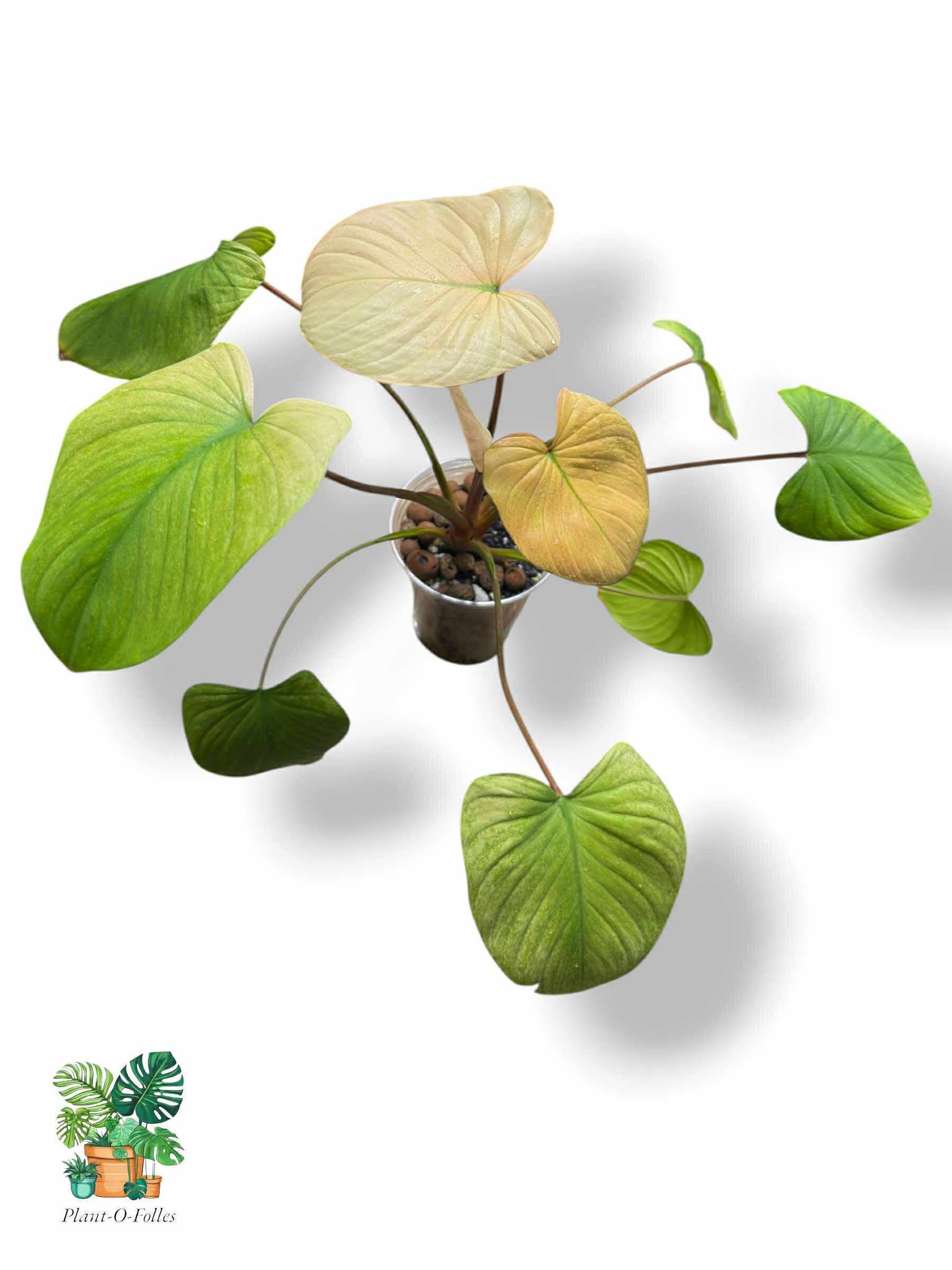 Homalomena Rubescens Full Mint Pink, Rare Variegated Aroid, Tropical Indoor Plant, Arrow Leaf Houseplant for Collectors - Plant - O - Folles