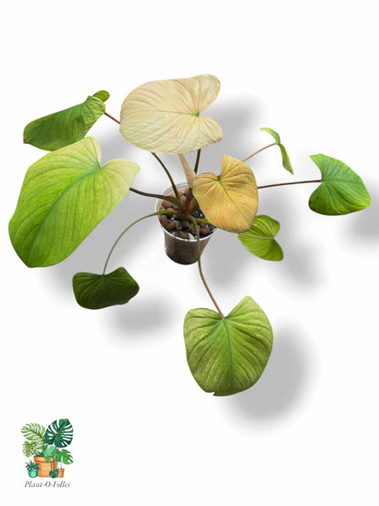 Homalomena Rubescens Full Mint Pink, Rare Variegated Aroid, Tropical Indoor Plant, Arrow Leaf Houseplant for Collectors - Plant - O - Folles
