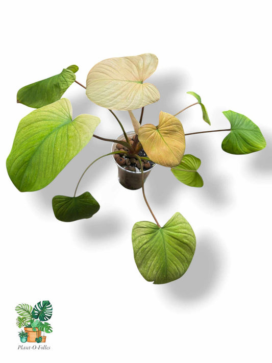 Homalomena Rubescens Full Mint Pink, Rare Variegated Aroid, Tropical Indoor Plant, Arrow Leaf Houseplant for Collectors - Plant - O - Folles