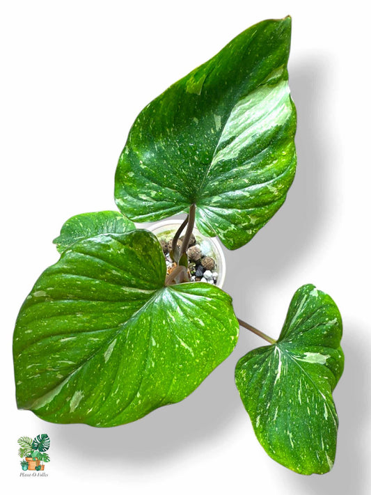 Homalomena Rubescens ‘Stardust’, Rare Variegated Aroid, Tropical Indoor Plant, Arrow Leaf Houseplant for Collectors - Plant - O - Folles