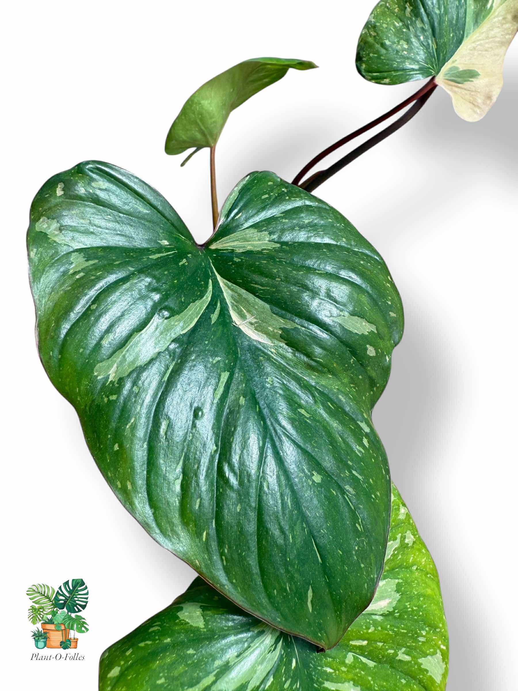 Homalomena Rubescens Variegata, Rare Variegated Aroid, Tropical Indoor Plant, Arrow Leaf Houseplant for Collectors - Plant - O - Folles