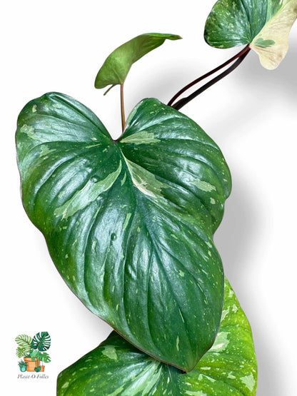Homalomena Rubescens Variegata, Rare Variegated Aroid, Tropical Indoor Plant, Arrow Leaf Houseplant for Collectors - Plant - O - Folles