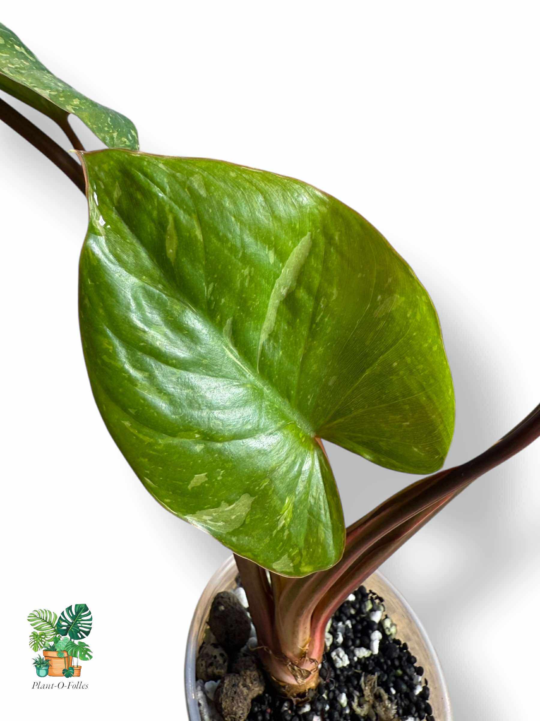 Homalomena Rubescens Variegata, Rare Variegated Aroid, Tropical Indoor Plant, Arrow Leaf Houseplant for Collectors - Plant - O - Folles