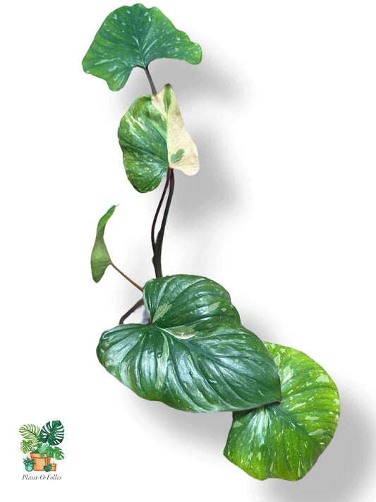 Homalomena Rubescens Variegata, Rare Variegated Aroid, Tropical Indoor Plant, Arrow Leaf Houseplant for Collectors - Plant - O - Folles