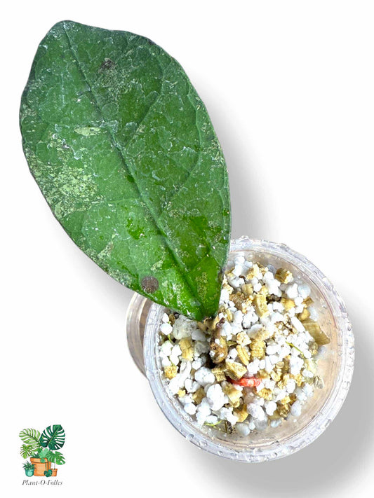 Hoya aff. lambi, Rare Variegated Aroid, Tropical Indoor Plant, Arrow Leaf Houseplant for Collectors - Plant - O - Folles