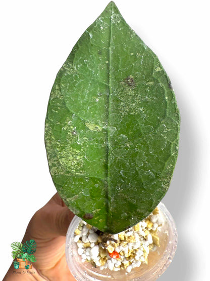 Hoya aff. lambi, Rare Variegated Aroid, Tropical Indoor Plant, Arrow Leaf Houseplant for Collectors - Plant - O - Folles
