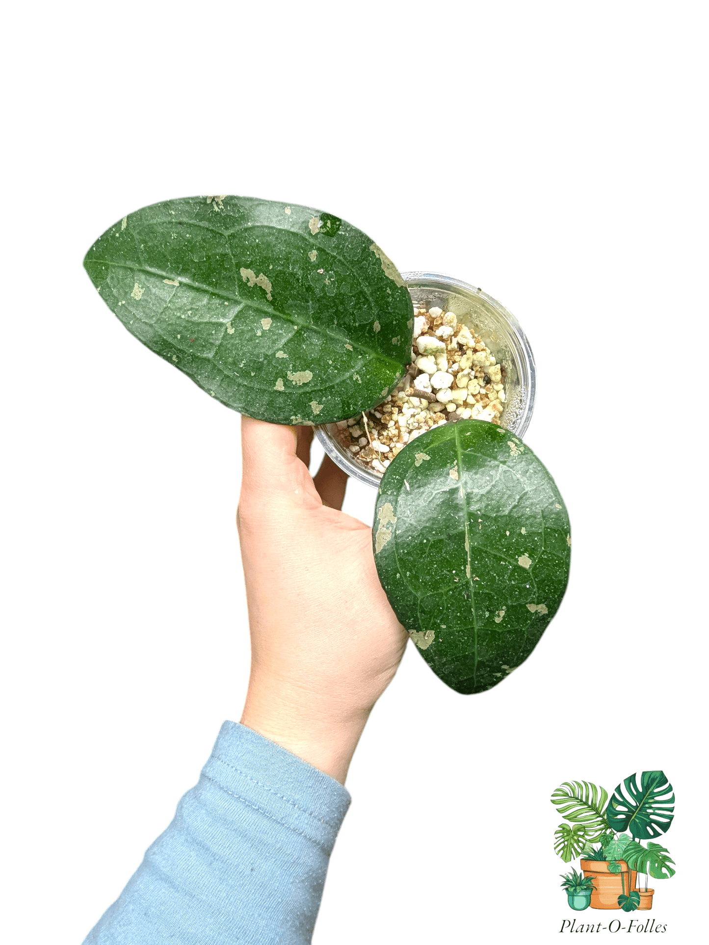 Hoya ‘Bird of Paradise’ – Variété tropicale rare - Plant - O - Folles