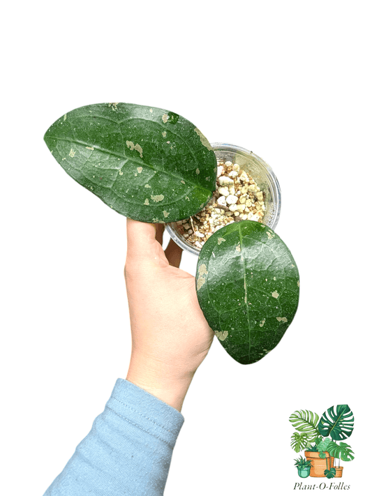 Hoya ‘Bird of Paradise’ – Variété tropicale rare - Plant - O - Folles