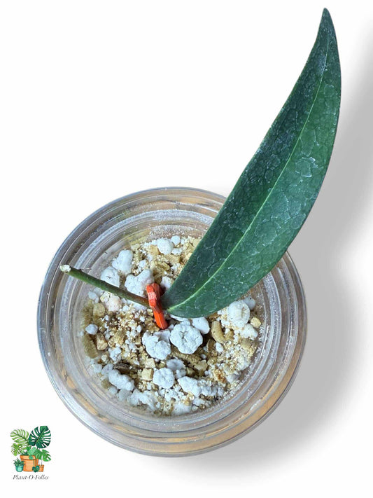 Hoya brassii — Rare Tropical Hoya with Striking Foliage - Plant - O - Folles