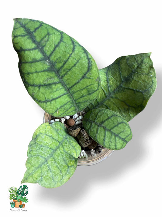 Hoya callistophylla ‘Spider’, Rare Variegated Aroid, Tropical Indoor Plant, Arrow Leaf Houseplant for Collectors - Plant - O - Folles