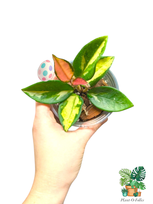 Hoya carnosa ‘Krimson Princess’ – Variété tropicale panachée - Plant - O - Folles