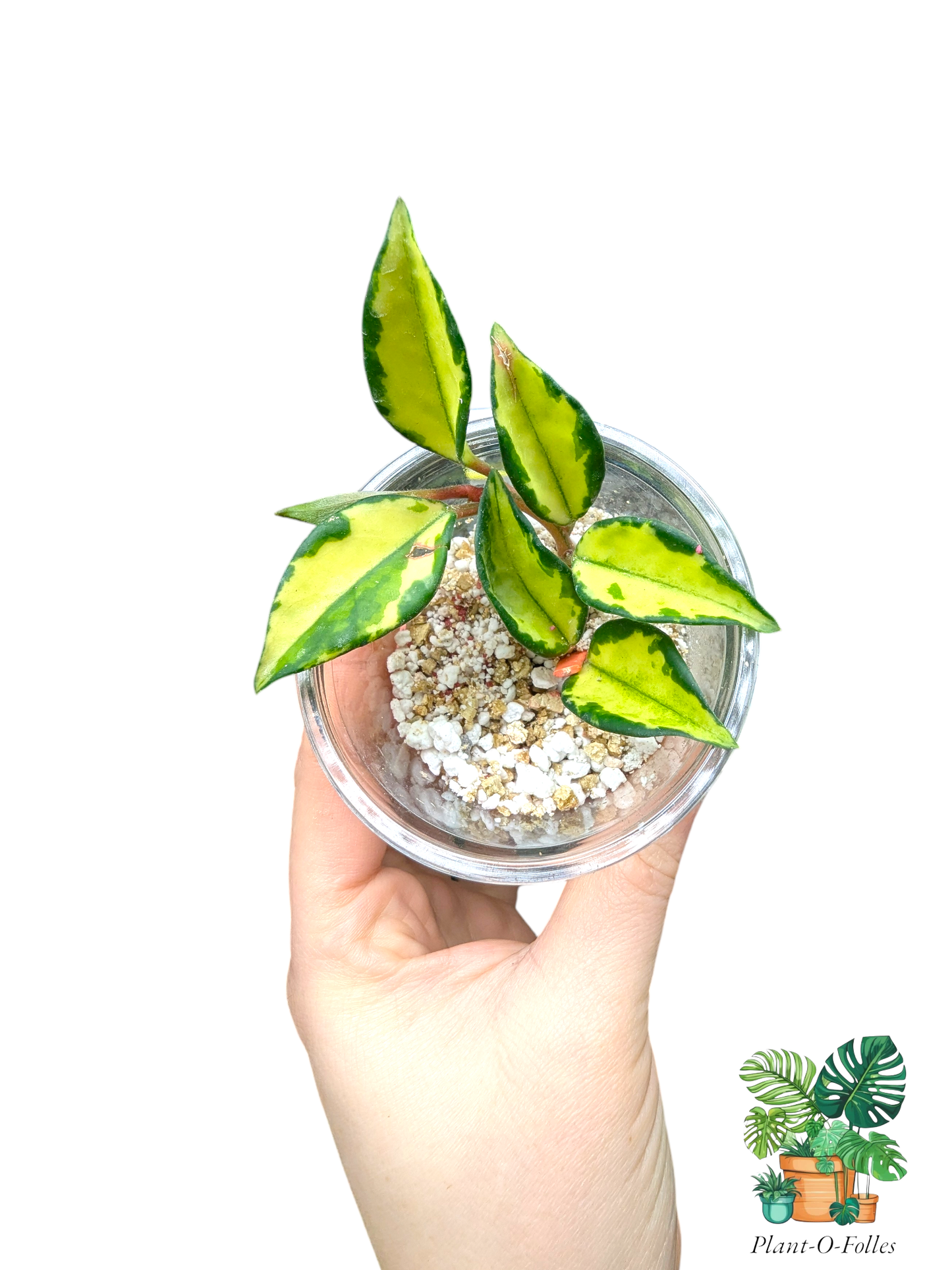 Hoya carnosa ‘Krimson Princess’ – Variété tropicale panachée - Plant - O - Folles