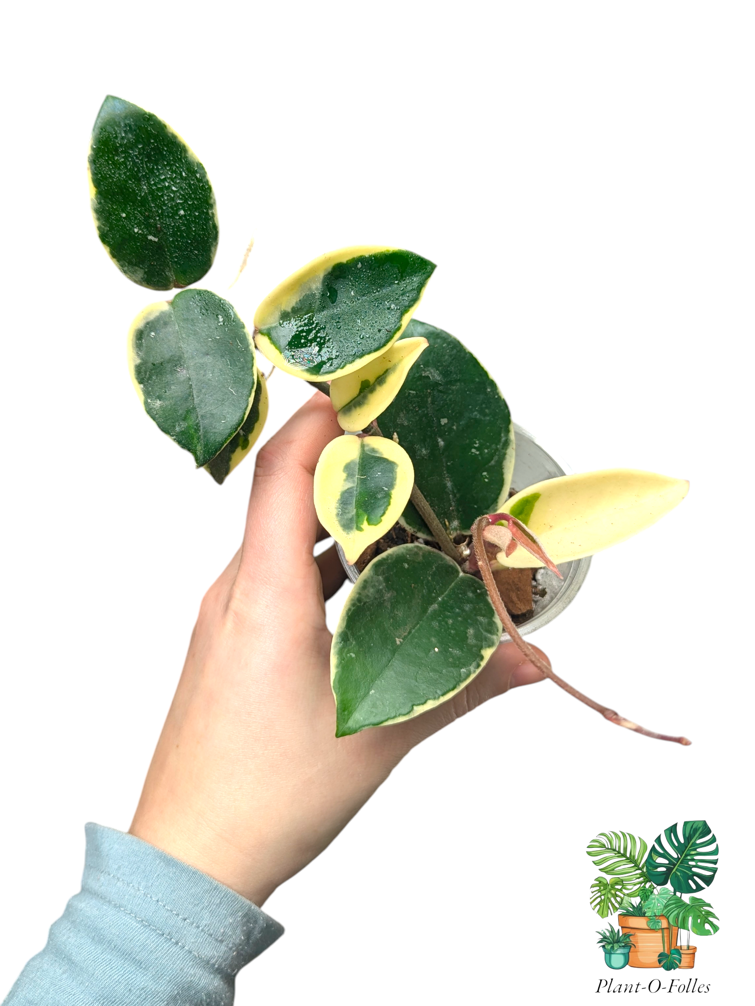 Hoya carnosa ‘Krimson Queen’ – Variété tropicale panachée - Plant - O - Folles