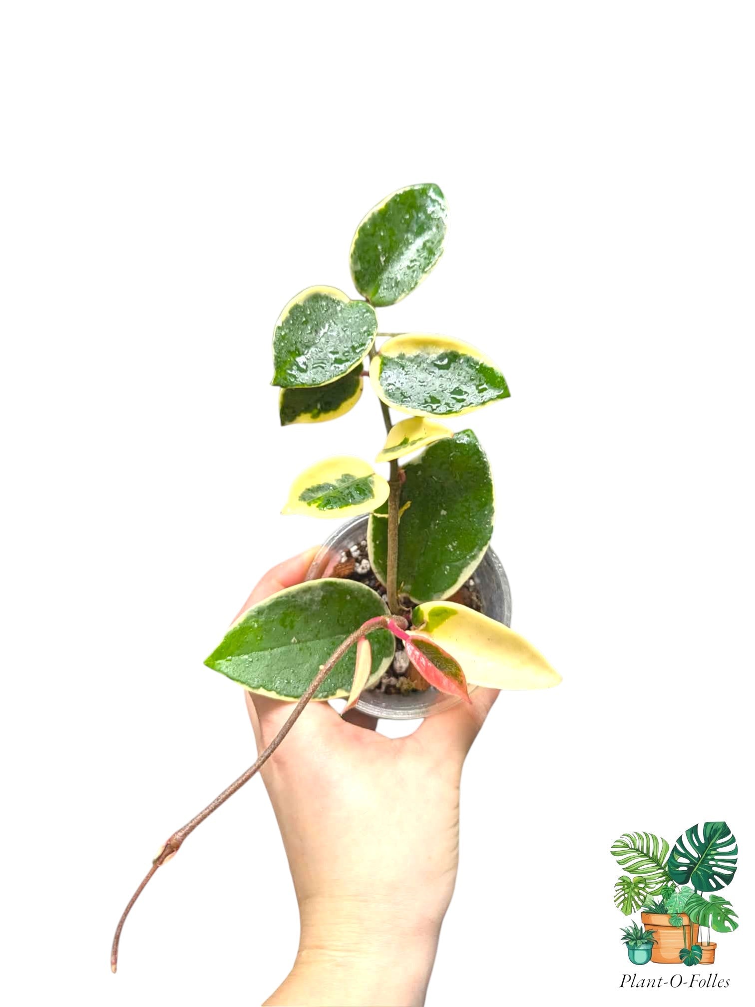 Hoya carnosa ‘Krimson Queen’ – Variété tropicale panachée - Plant - O - Folles
