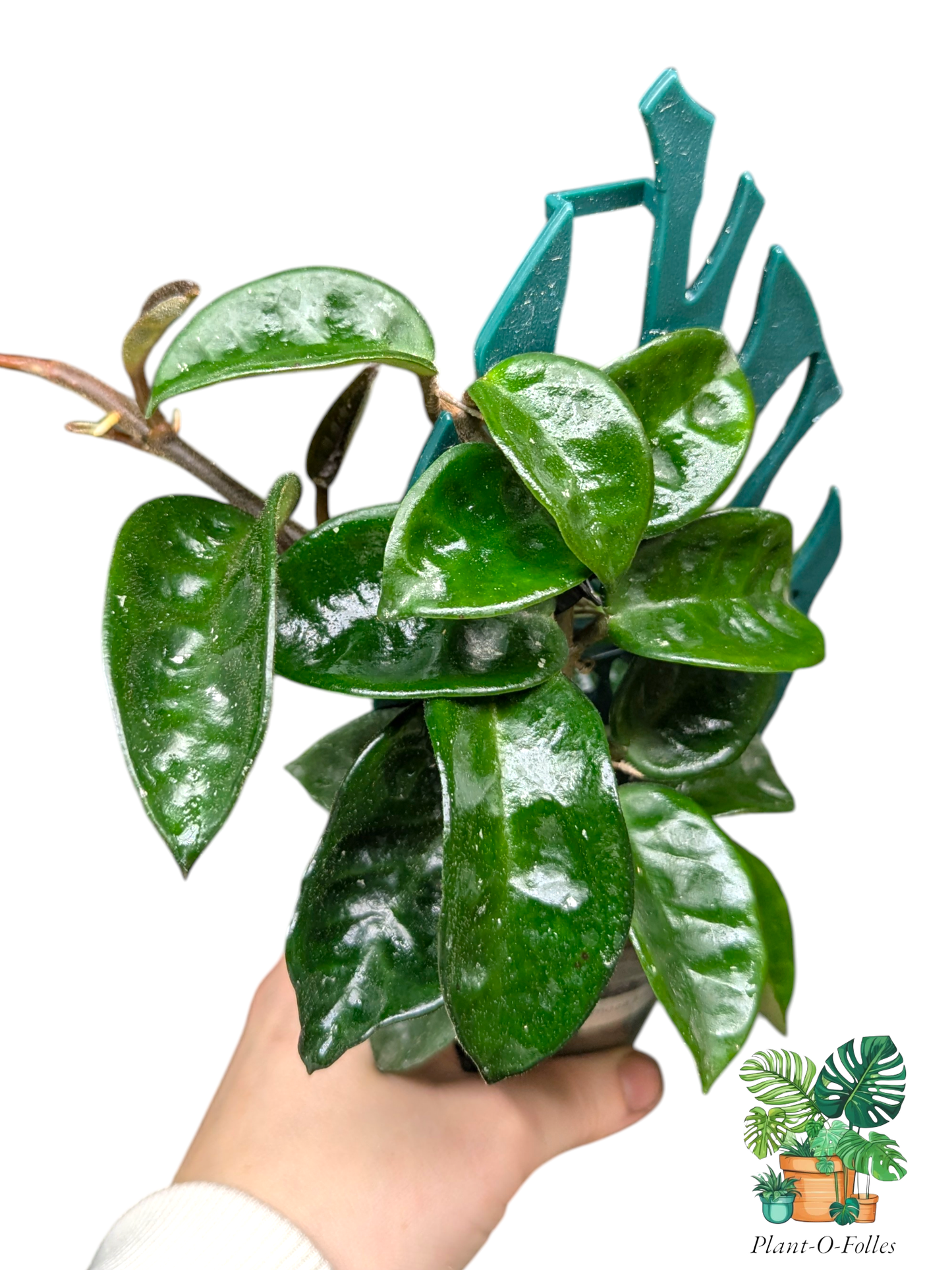 Hoya carnosa Krinkle 8 - Plant - O - Folles