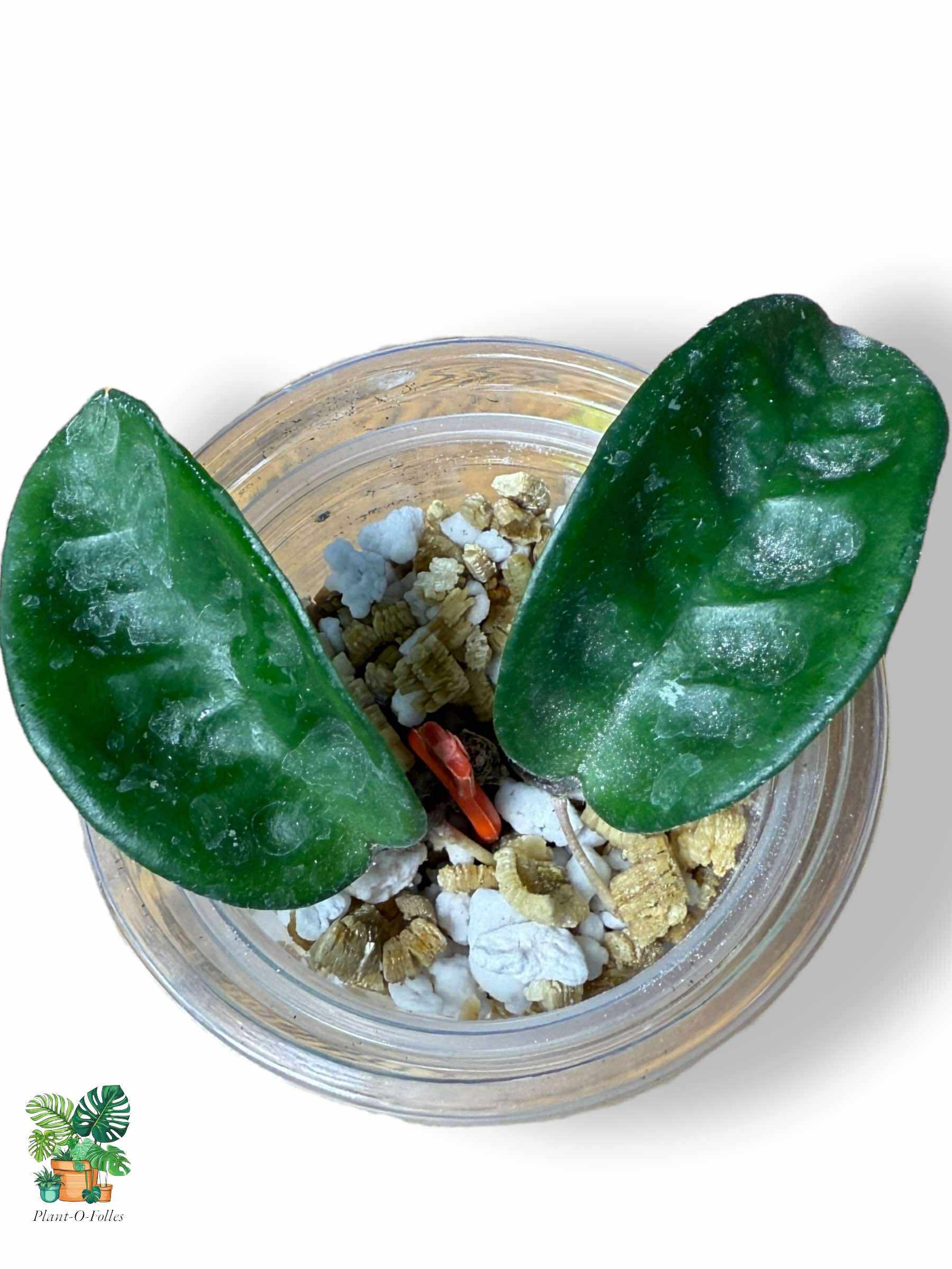 Hoya carnosa Krinkle 8 — Rare Tropical Hoya with Crinkled Foliage - Plant - O - Folles
